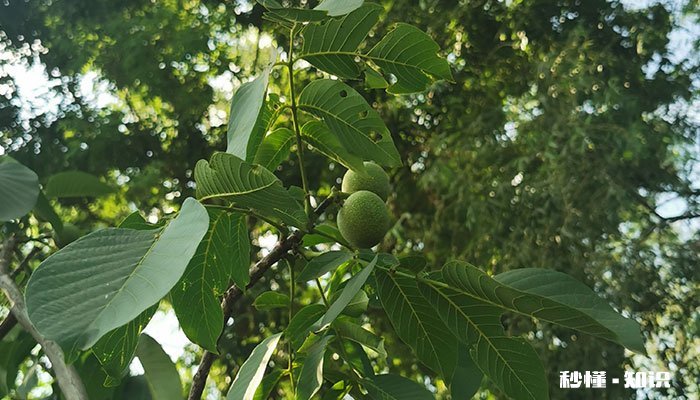核桃树怎么修剪 核桃树的修剪方法