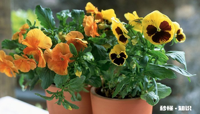 冬天开的花有哪些 冬天有哪些花会开