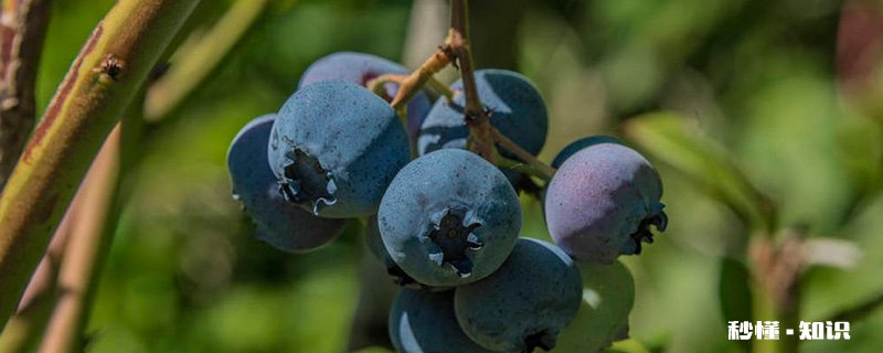 蓝莓树的养殖方法和注意事项 蓝莓树的养殖方法