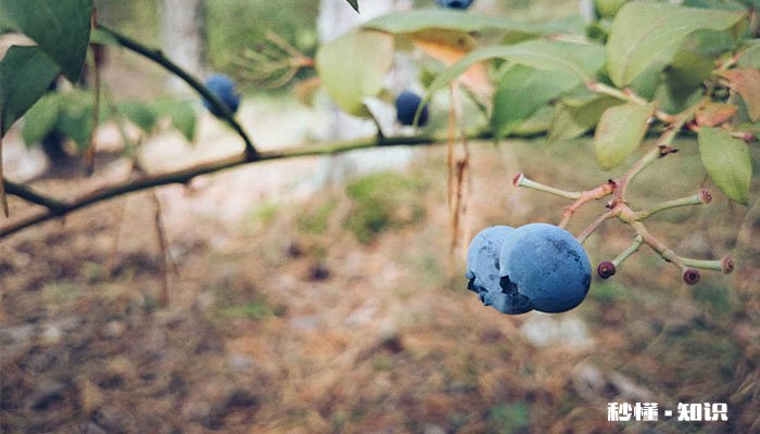 蓝莓树的养殖方法和注意事项 蓝莓树的养殖方法