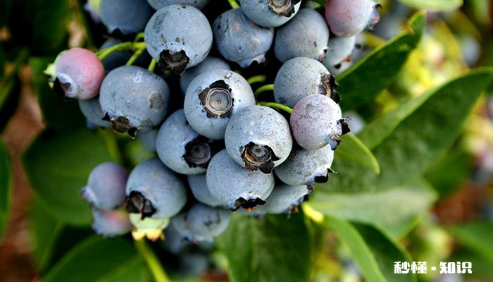 蓝莓树的养殖方法和注意事项 蓝莓树的养殖方法