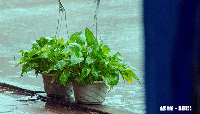 盆栽绿萝的养殖方法和注意事项 盆栽绿萝的种植方法和注意事项