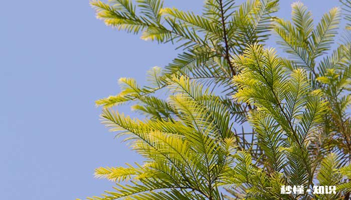 水杉的养殖方法和注意事项 水杉的养殖方法