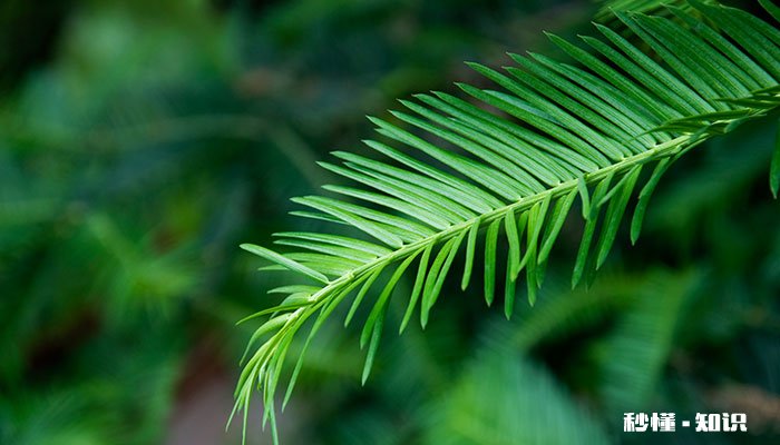 水杉的养殖方法和注意事项 水杉的养殖方法