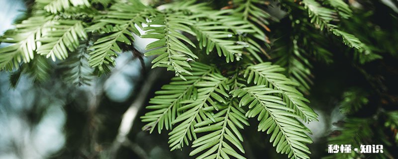 水杉的养殖方法和注意事项 水杉的养殖方法