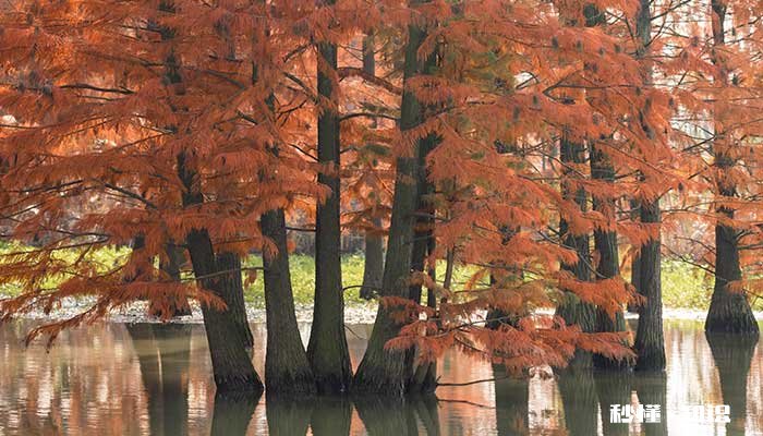 红色叶子的树有哪些 有哪些红色叶子的树