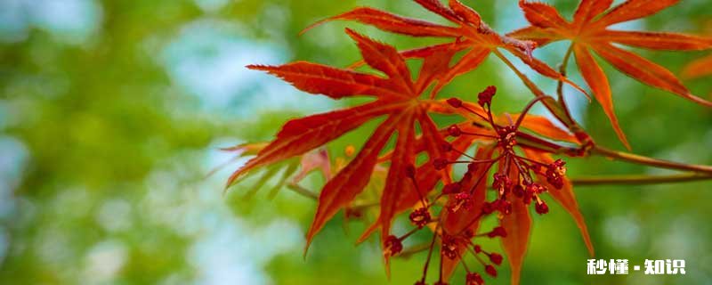 红色叶子的树有哪些 有哪些红色叶子的树