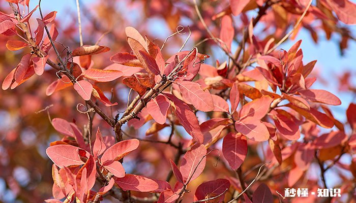 红色叶子的树有哪些 有哪些红色叶子的树