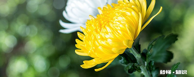 黄菊花的花语 黄菊花的花语是什么
