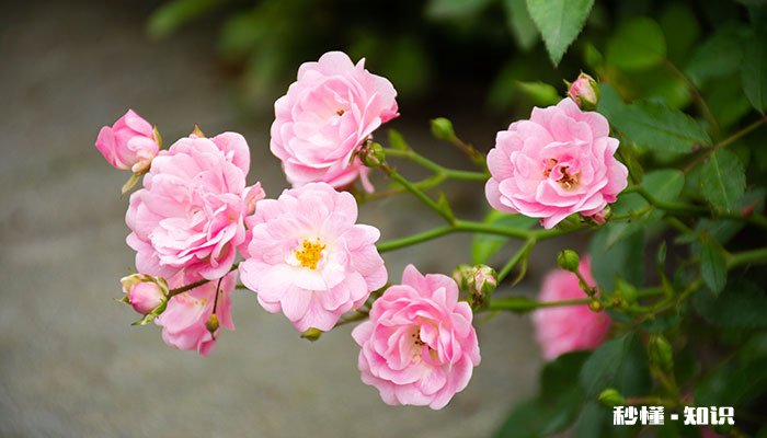 蔷薇怎么修剪才开花 蔷薇怎么修剪可以开花