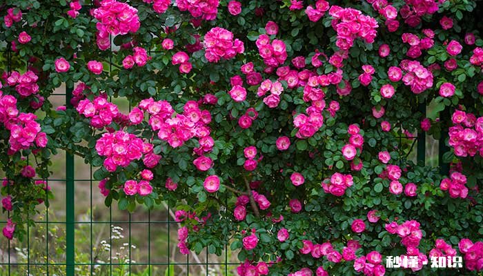 蔷薇怎么修剪才开花 蔷薇怎么修剪可以开花