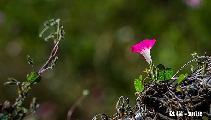 喇叭花花语 喇叭花花语是什么