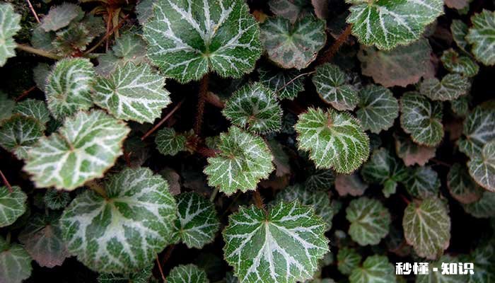 虎耳草的养殖方法和注意事项 虎耳草的养殖方法