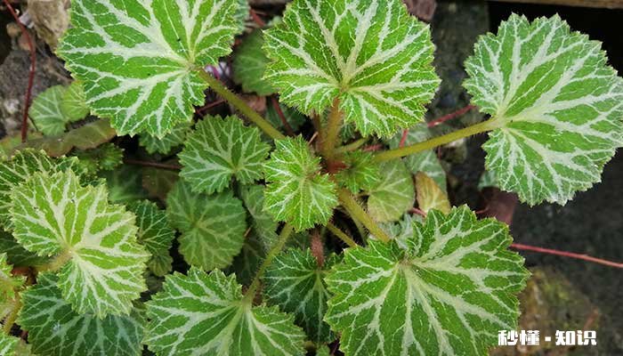 虎耳草的养殖方法和注意事项 虎耳草的养殖方法