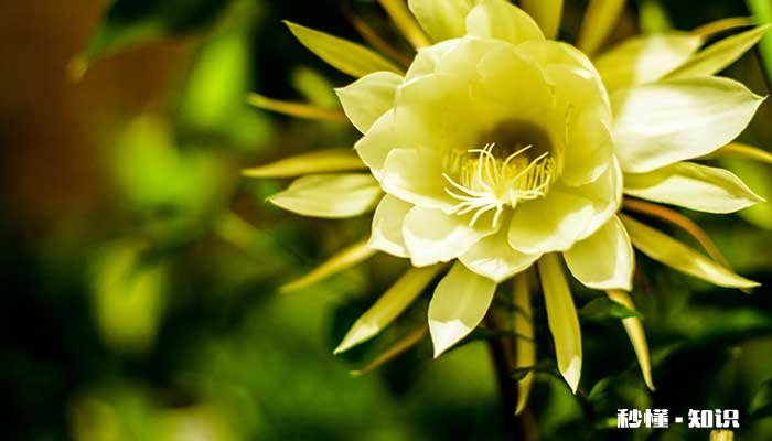 昙花的养殖方法和注意事项 昙花的养殖方法和注意事项有哪些