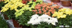 盆栽菊花的养殖方法和注意事项 盆栽菊花的养殖方法和注意事项有哪些