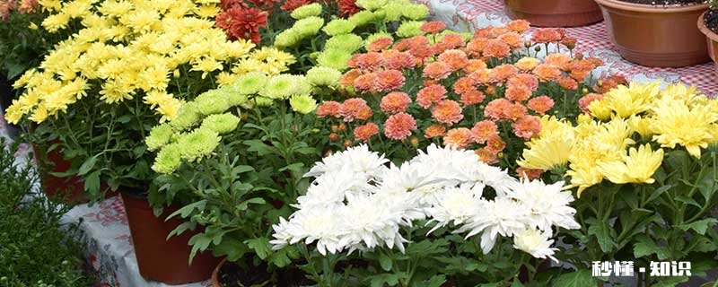 盆栽菊花的养殖方法和注意事项 盆栽菊花的养殖方法和注意事项有哪些