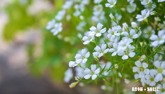 六月雪的养殖方法和注意事项 六月雪的养殖方法