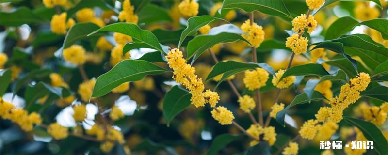 桂花什么时候开 桂花的开花时间