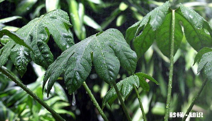 龟背竹施什么肥 龟背竹可以施什么肥