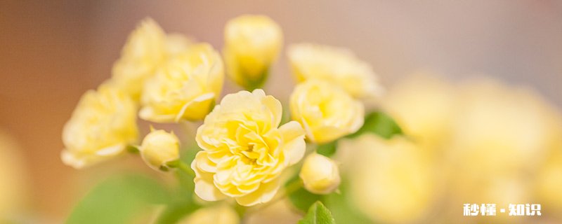 金枝玉叶可以水培吗 金枝玉叶可以水培不