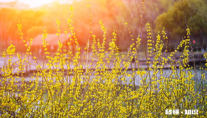 迎春花什么时候开 迎春花的开花时间