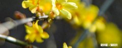 迎春花什么时候开 迎春花的开花时间