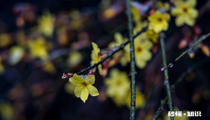 迎春花什么时候开 迎春花的开花时间