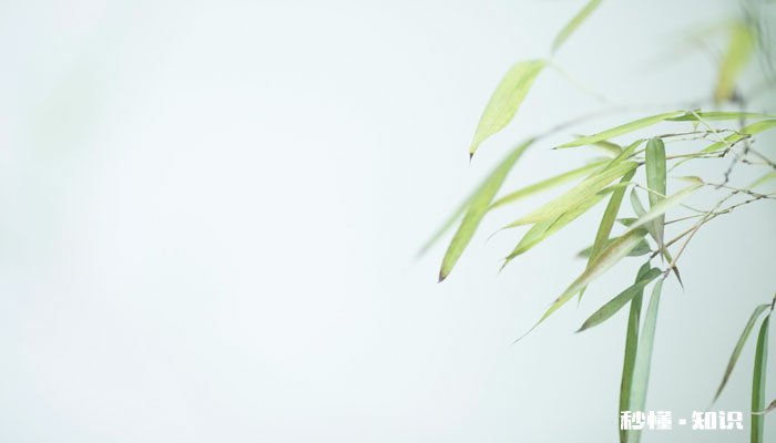 夏威夷竹子怎么修剪 夏威夷竹子的修剪方法