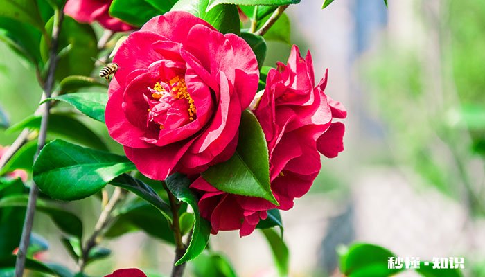 茶花施什么肥 茶花怎么施肥