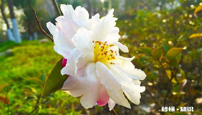 茶花施什么肥 茶花怎么施肥