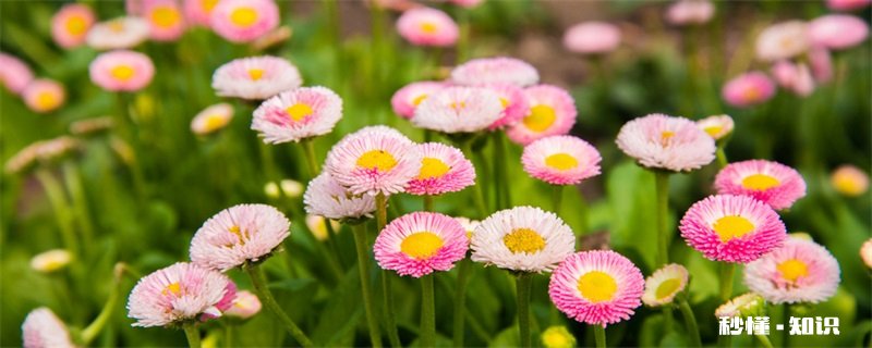 小雏菊怎么修剪 小雏菊的修剪方法