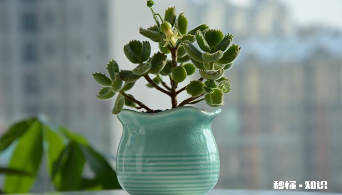 熊童子的养殖方法和注意事项 熊童子的养殖方法