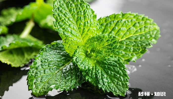 薄荷施什么肥 薄荷怎么施肥