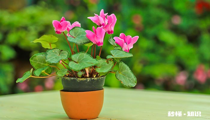 仙客来叶子黄怎么修剪 仙客来叶子发黄如何修剪