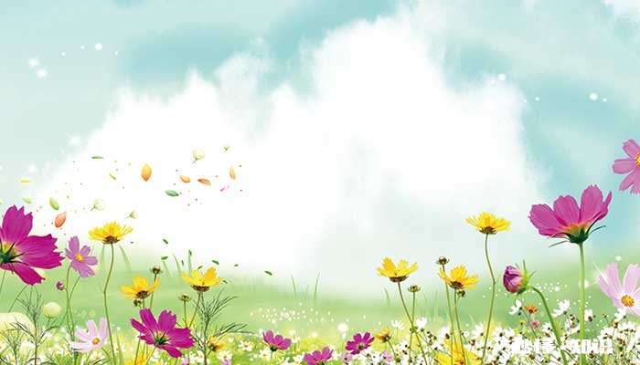 太阳花的花语 太阳花的花语是什么