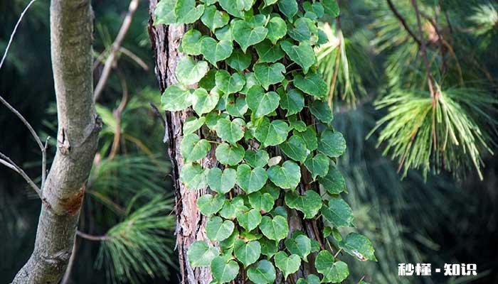 常青藤的养殖方法和注意事项 常青藤的养殖方法和注意事项有哪些