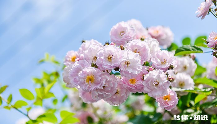 蔷薇的养殖方法和注意事项 蔷薇的养殖方法和注意事项有哪些