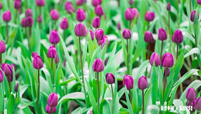 紫色郁金香花语 紫色郁金香花语是什么