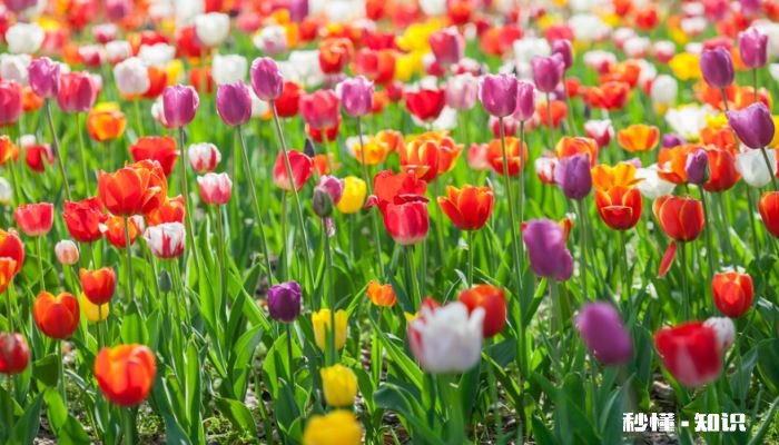紫色郁金香花语 紫色郁金香花语是什么