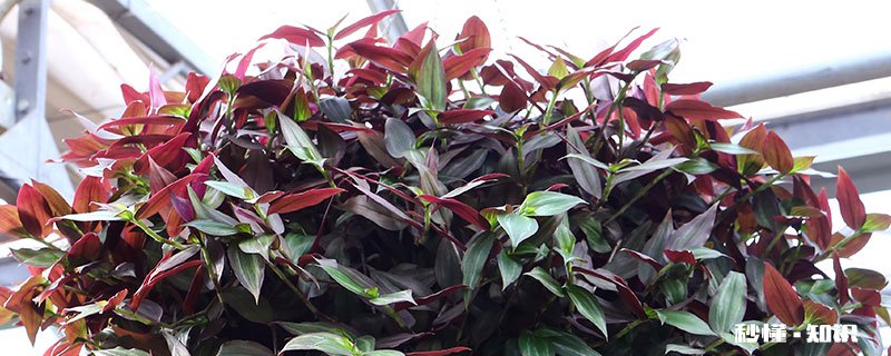 吊竹梅的养殖方法和注意事项 吊竹梅的养殖方法