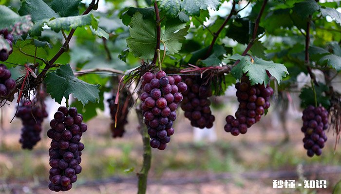 葡萄开花前施什么肥 葡萄开花前怎么施肥