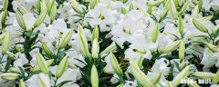 百合的花语是什么 百合花的花语