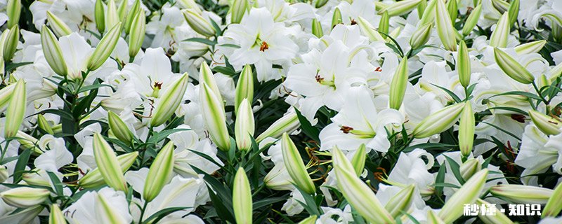 百合的花语是什么 百合花的花语