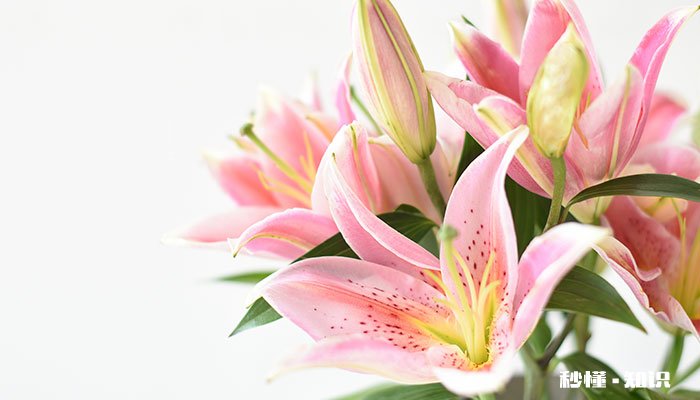 百合的花语是什么 百合花的花语