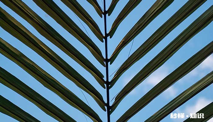 散尾葵怎么修剪 散尾葵的修剪方法