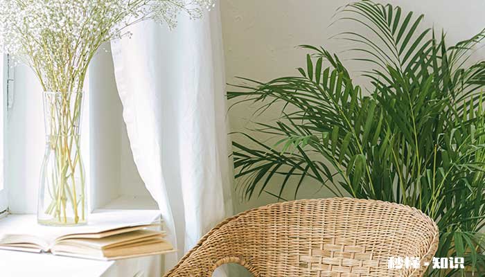 散尾葵怎么修剪 散尾葵的修剪方法