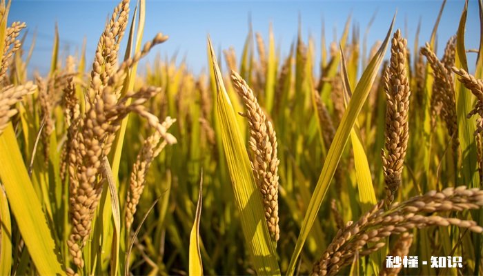 水稻什么时候施反青肥 水稻施反青肥的时间