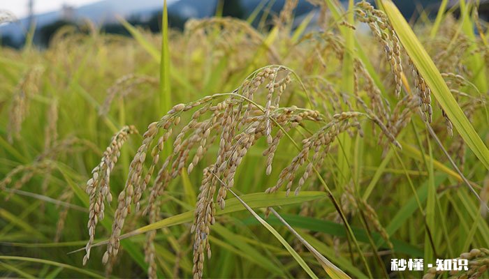 水稻什么时候施反青肥 水稻施反青肥的时间