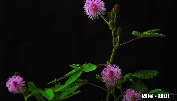 含羞草有毒吗 含羞草有没有毒